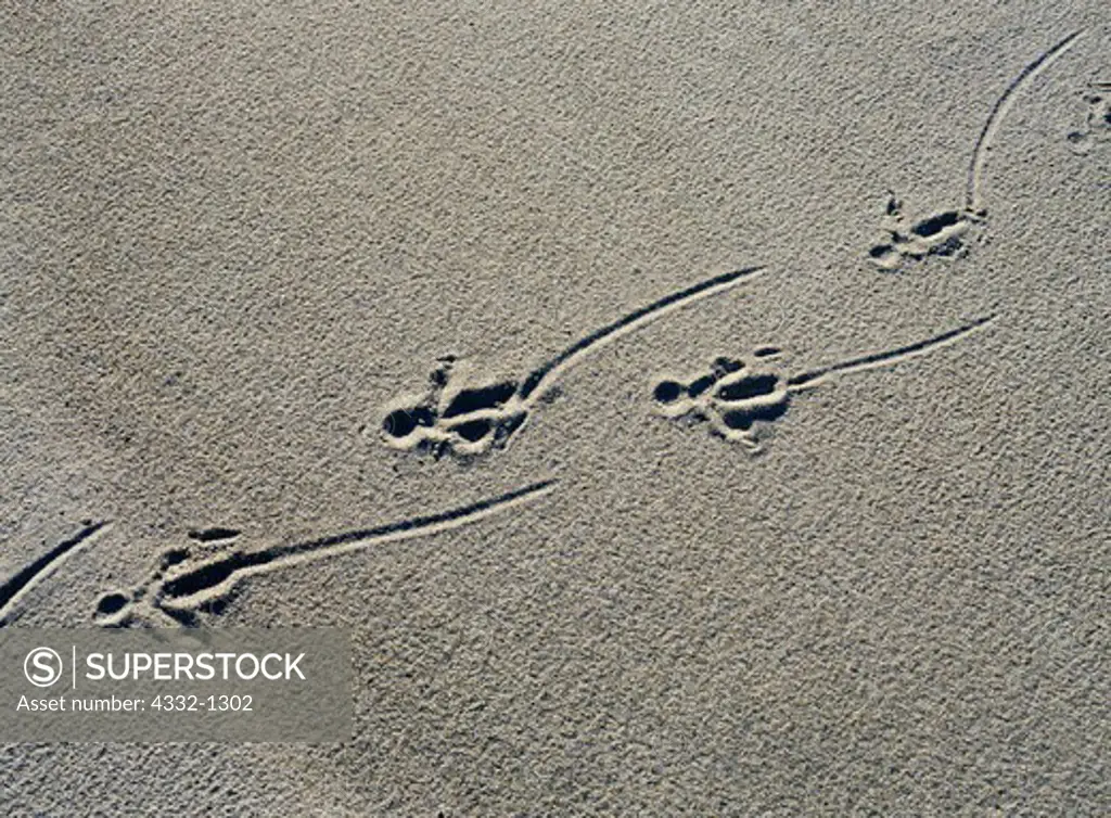 Bald Eagle tracks in sand, shore of Currant Creek, Lake Clark National Park, Alaska.