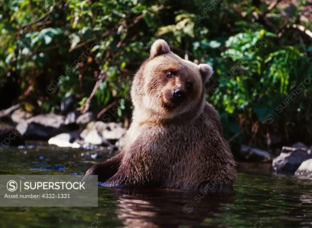 Female brown bear sitting in water of Big River Lakes near the mouth of Wolverine Creek, Redoubt Bay State Critical Habitat Area, Alaska.