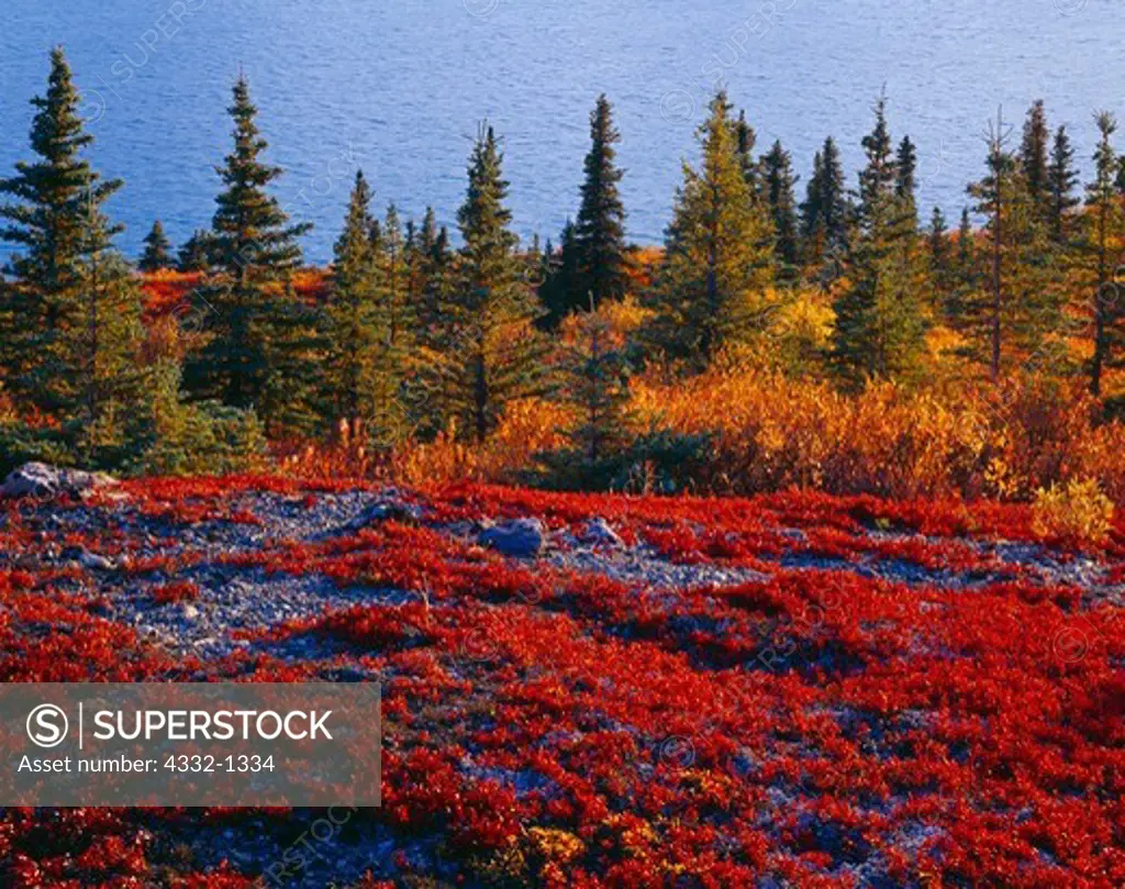 Autumn red of alpine bearberry, Arctostaphylos alpina, tundra above Lower Twin Lake, Lake Clark National Park, Alaska.