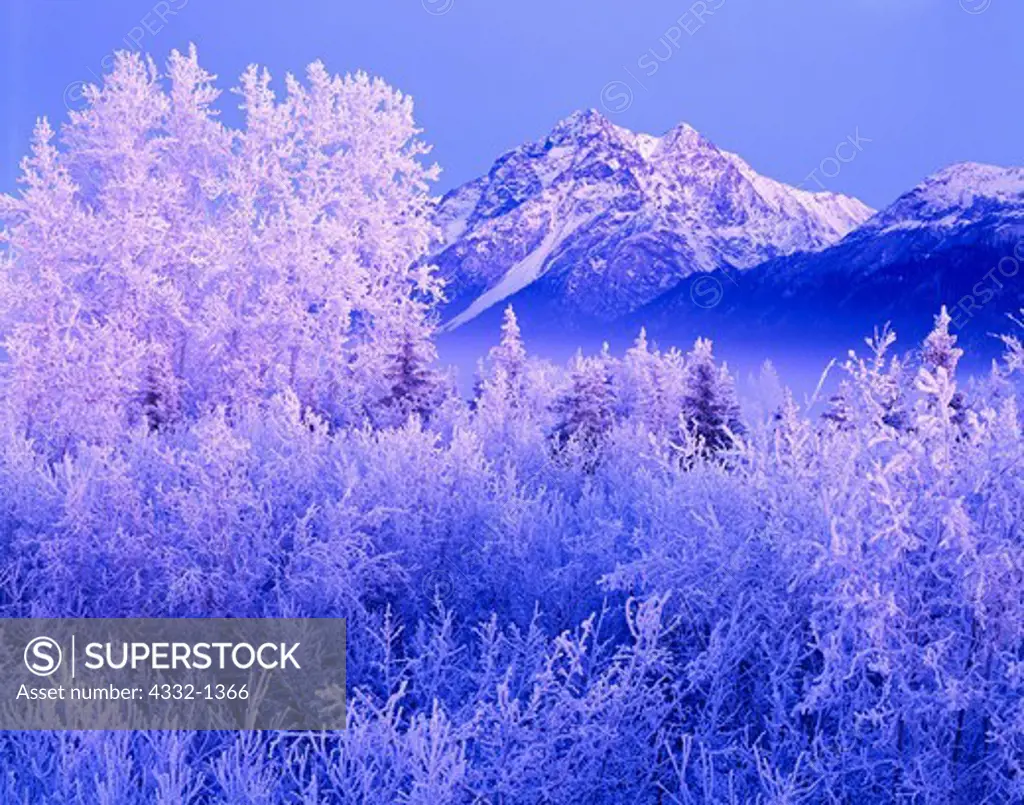 USA, Alaska, Knik River Valley, Chugach Mountains, Winter dusk descending over Pioneer Peak and rime ice covered boreal forest