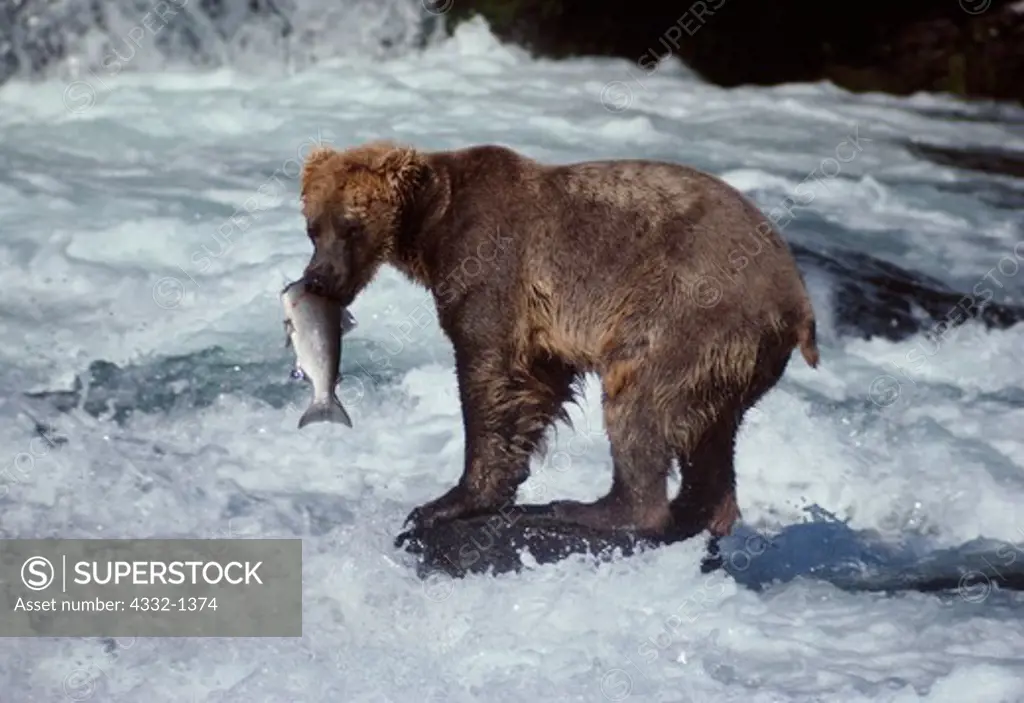 Brown Bear or Grizzly Bear, Ursus Arctos, at Brooks Falls with freshly caught red salmon, Katmai National Park, Alaska.