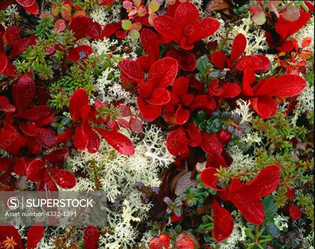 Red leaves of alpine bearberry, Arctostapylos alpina, among lingonberry, Vaccinium vitis-idaea, crowberry, Empetrum nigrum and reindeer lichen, Wickersham Dome, Kantishna Hills, Denali National Park, Alaska.