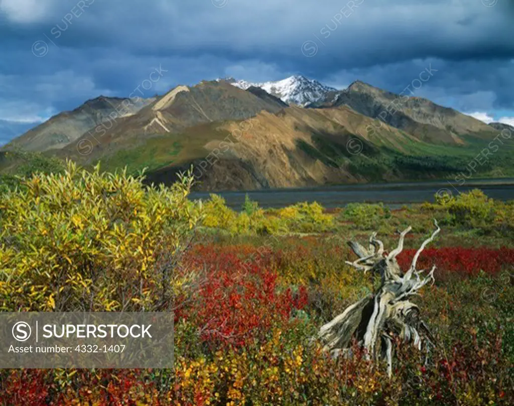 Autumn colors of dwarf birch and willows with the Toklat River and Polychrome Mountain beyond, Denali National Park, Alaska.