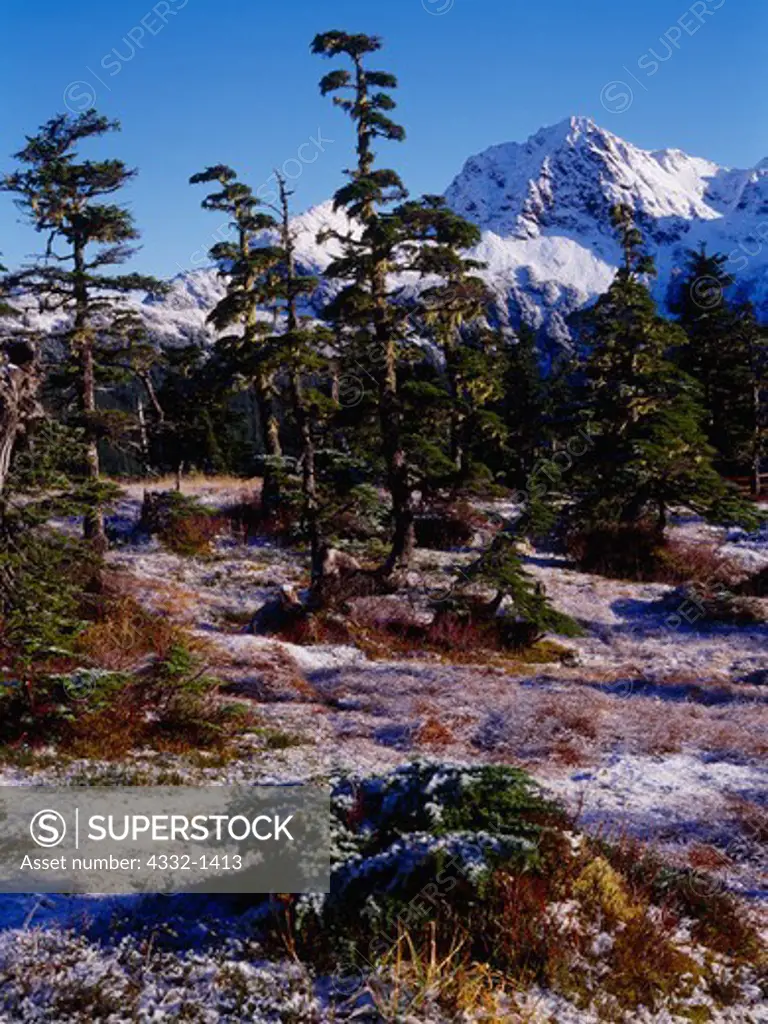 View of Harbor Mountain with Sitka Spruce at timberline, Tongass National Forest, Baranof Island, Alaska.