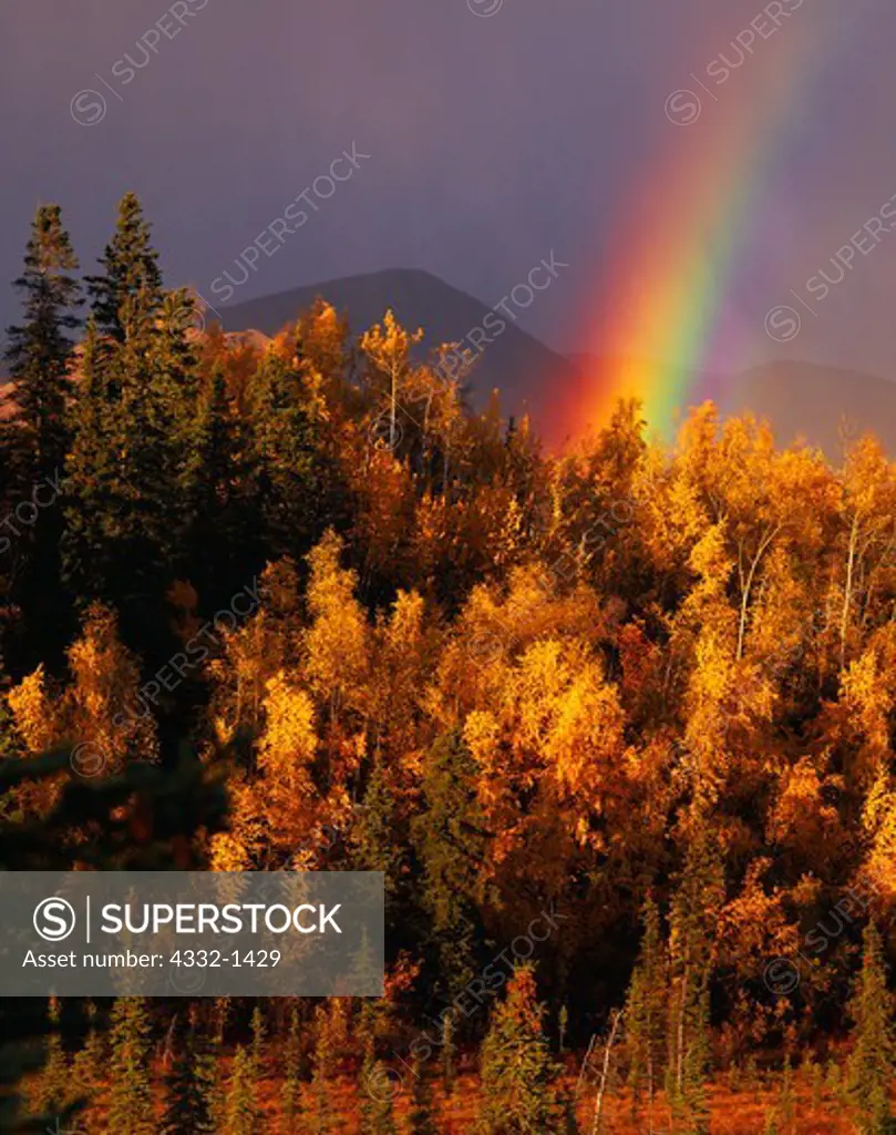 Autumn view of rainbow, boreal forest of Quaking Aspen, Populus tremuloides, and Paper Birch, Betula papyrifera, Mentasta Mountains, Wrangell-St. Elias National Preserve, Alaska.