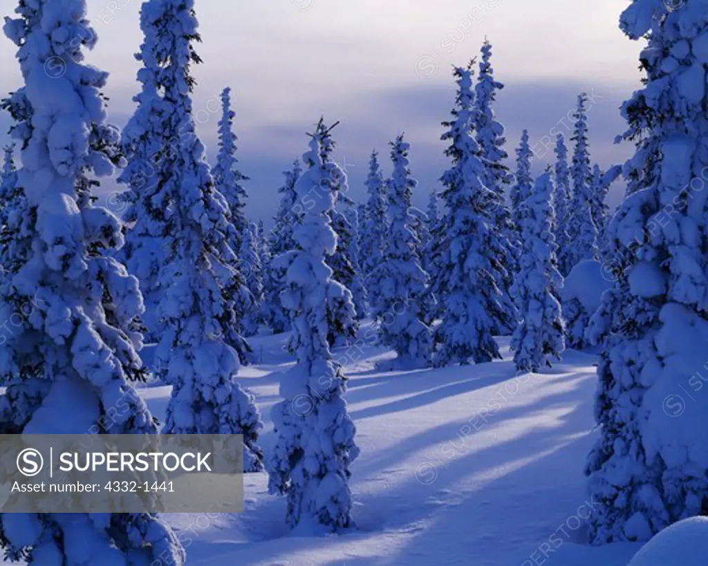 Winter snow and rime ice covering white spruce forest in the Fort Hamlin Hills north of the Yukon River and near the Dalton Highway, Alaska.