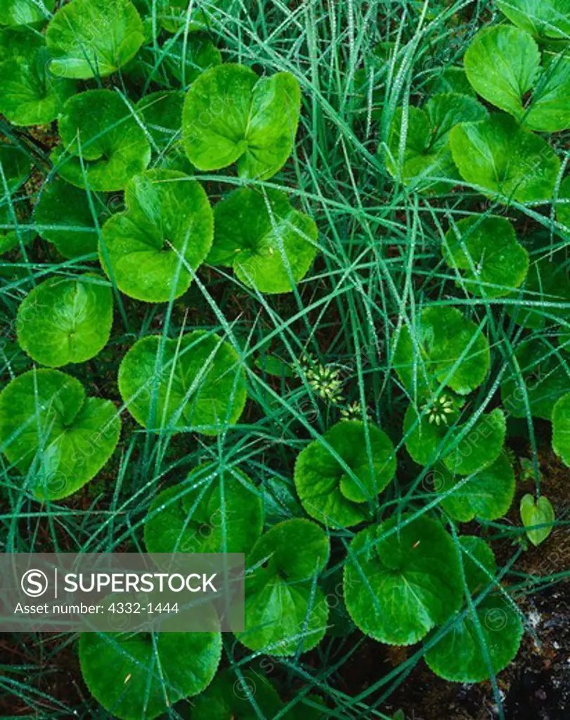 Rain-soaked Fauria crista-galli leaves, growing in muskeg on Yakobi Island, West Chichagof-Yakobi Wilderness, Tongass National Forest, Alaska.