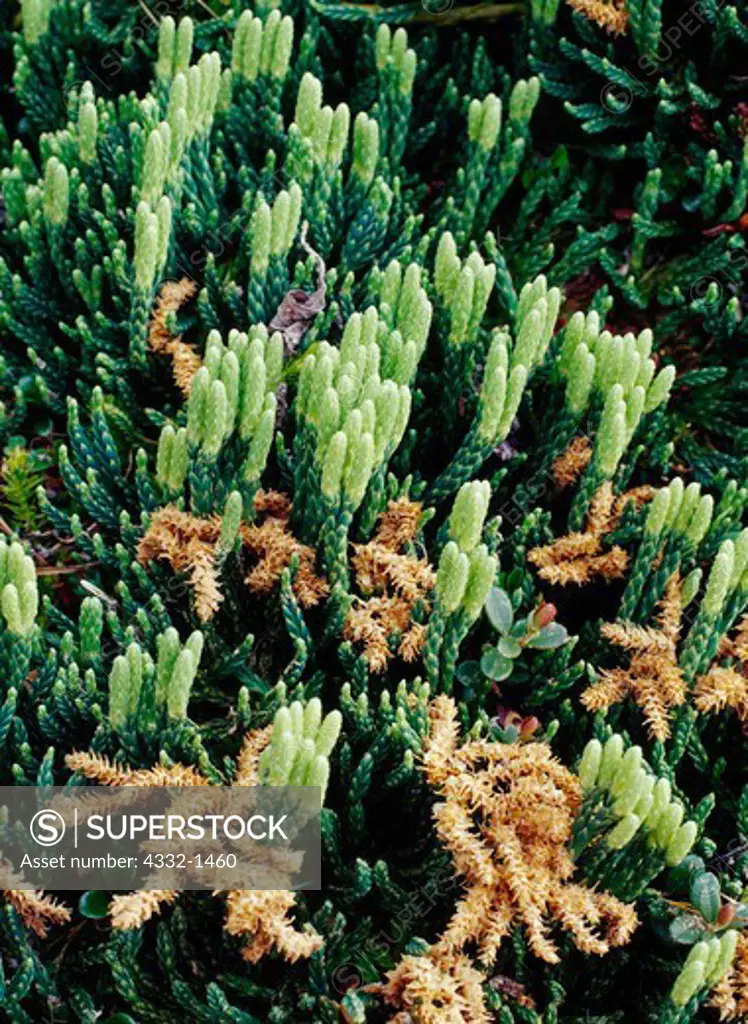 Alpine Club Moss, Lycopodium alpinum, Lake Clark National Park, Alaska.