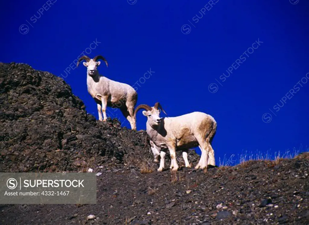 Dall sheep rams, Ovis dalli, in foothills of the Alaska Range west of Toklat, Denali National Park, Alaska.