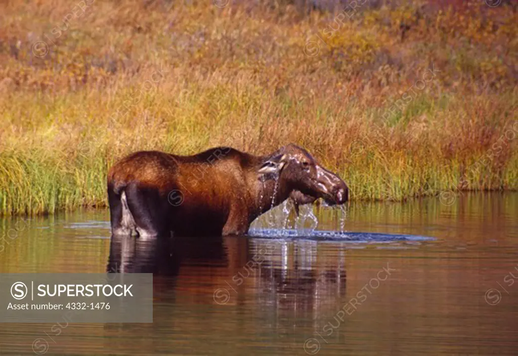 Cow moose, Alces alces, feeding on aguatic vegetation in tundra pond, Denali National Park, Alaska.