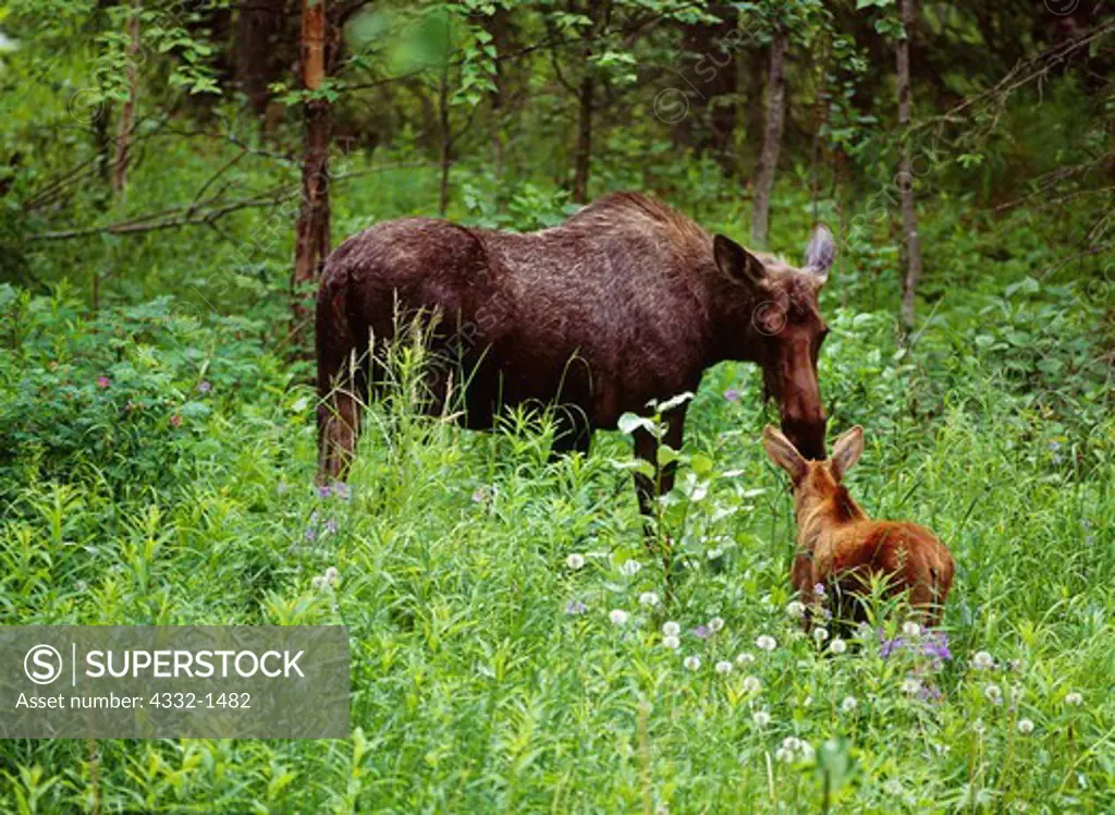 Cow and calf moose, Alces alces, near Cottonwood Creek, Matanuska Valley, Alaska.