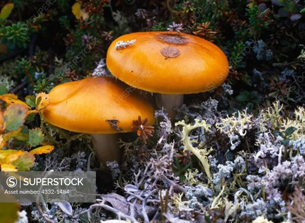 Boletus mushrooms growing from bed of lichen, tundra above Wonder Lake, Denali National Park, Alaska.