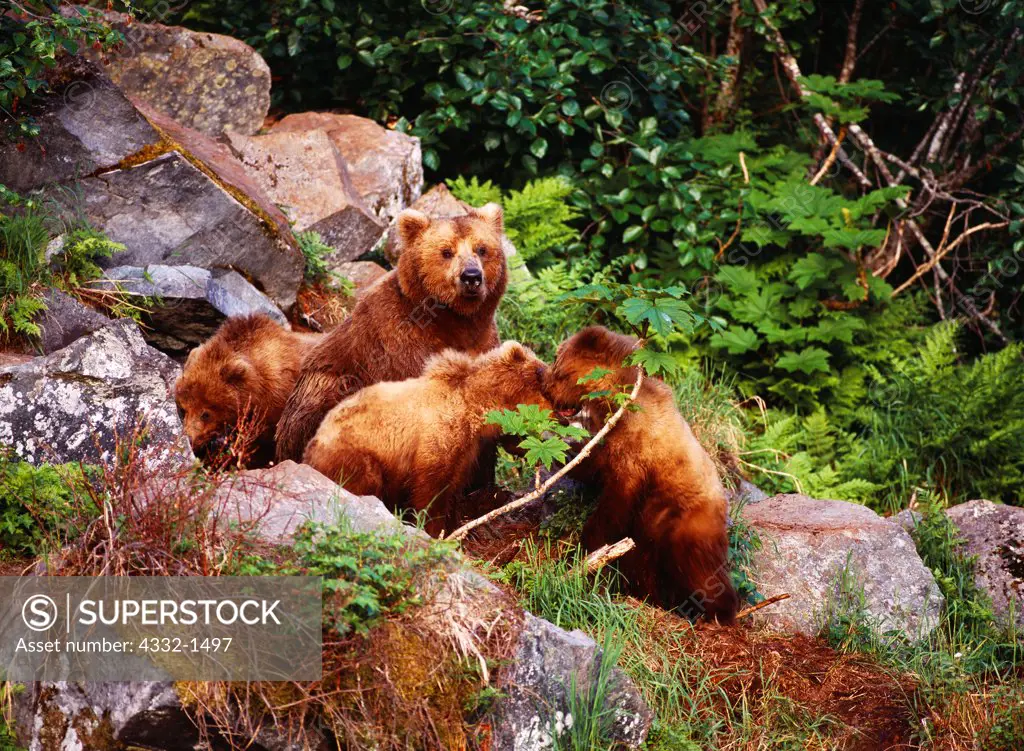 Brown bear sow with cubs among rock boulders near Wolverine Creek, Big River Lakes, Redoubt Bay State Critical Habitat Area, Alaska.