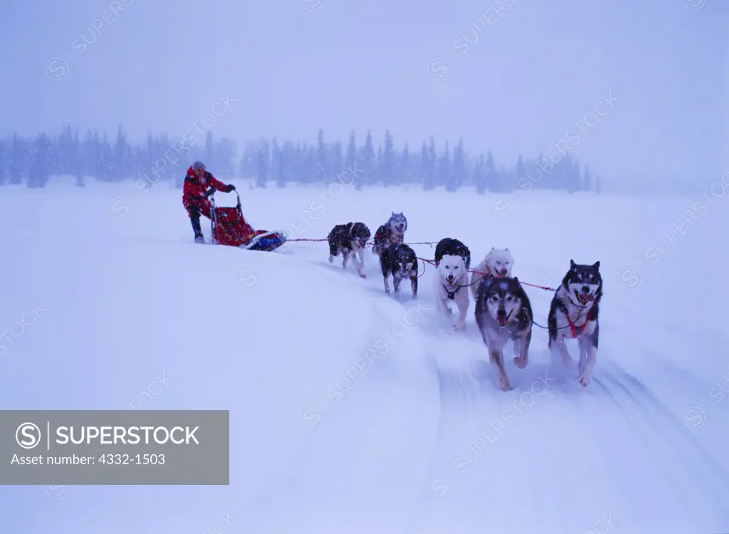 Carl Dixon mushing an eight-dog team on Finger Lake during a snowy winter day, Alaska Range, Alaska.