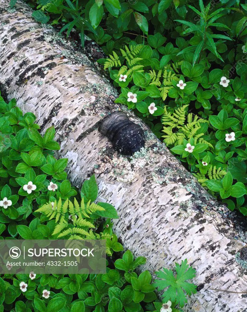 Fallen birch on forest floor with bunchberry, Cornus canadensis, and oak fern, Gymnocarpium dryopteris, near the Little Susitna River, base of the Talkeetna Mountains, Alaska.