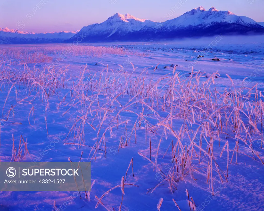 Low winter sun illuminating frosted rye grass and Pioneer Peak, Goat Mountain and Twin Peaks of the Chugach Mountains at -20F, Knik Arm, Palmer Hay Flats State Game Refuge, Alaska.