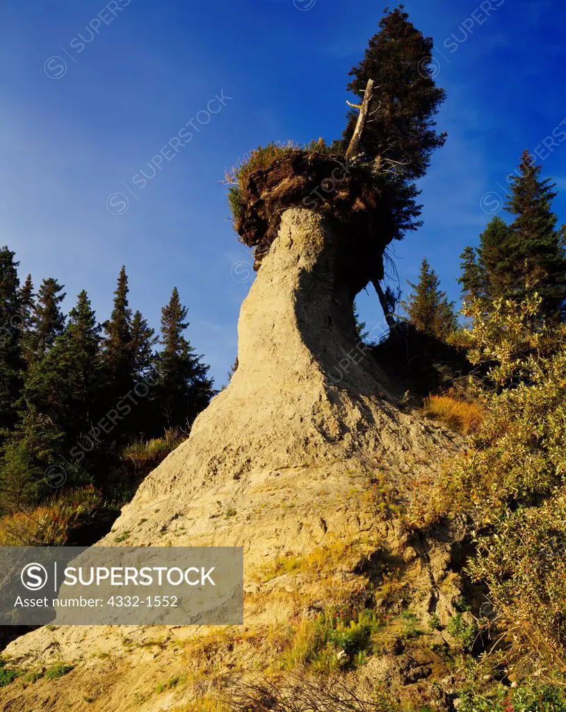 Sitka spruce growing on top of hoodoo eroding from bluff along shore of Cook Inlet south of Anchor Point, Kenai Peninsula, Alaska.