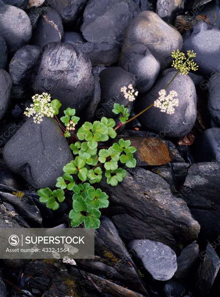 Beach lovage, Lingusticum scoticum, on rocky shore of Bulldog Cove, Aialik Peninsula, Kenai Fjords National Park, Alaska.