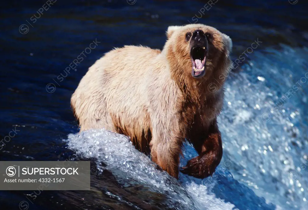 Blond Brown Bear vocalizing at brink of Brooks Falls, Katmai National Park, Alaska.