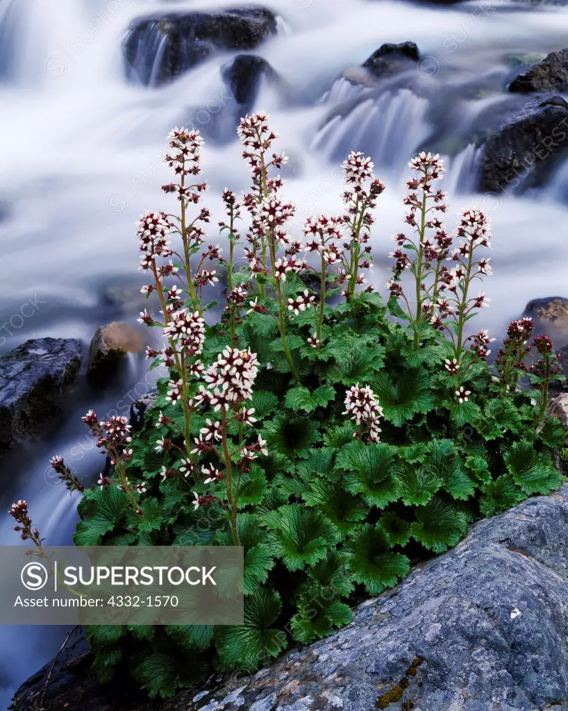 Alaska Boykinia, Boykinia Richardsonii, blooming along tributary of Hope Creek, Lake Clark National Park, Alaska.