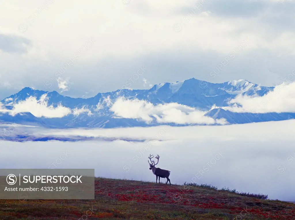 Bull caribou silhouetted by fog hanging in the valley of the McKinley River, Denali National Park, Alaska.