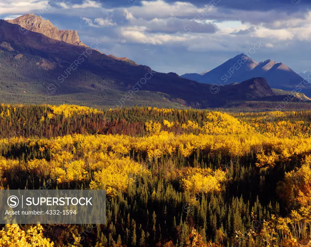 Boreal forest of spruce and birch in autumn splendor, view from the east end of Denali National Park toward Mount Fellows and Pyramid Mountain, Alaska.