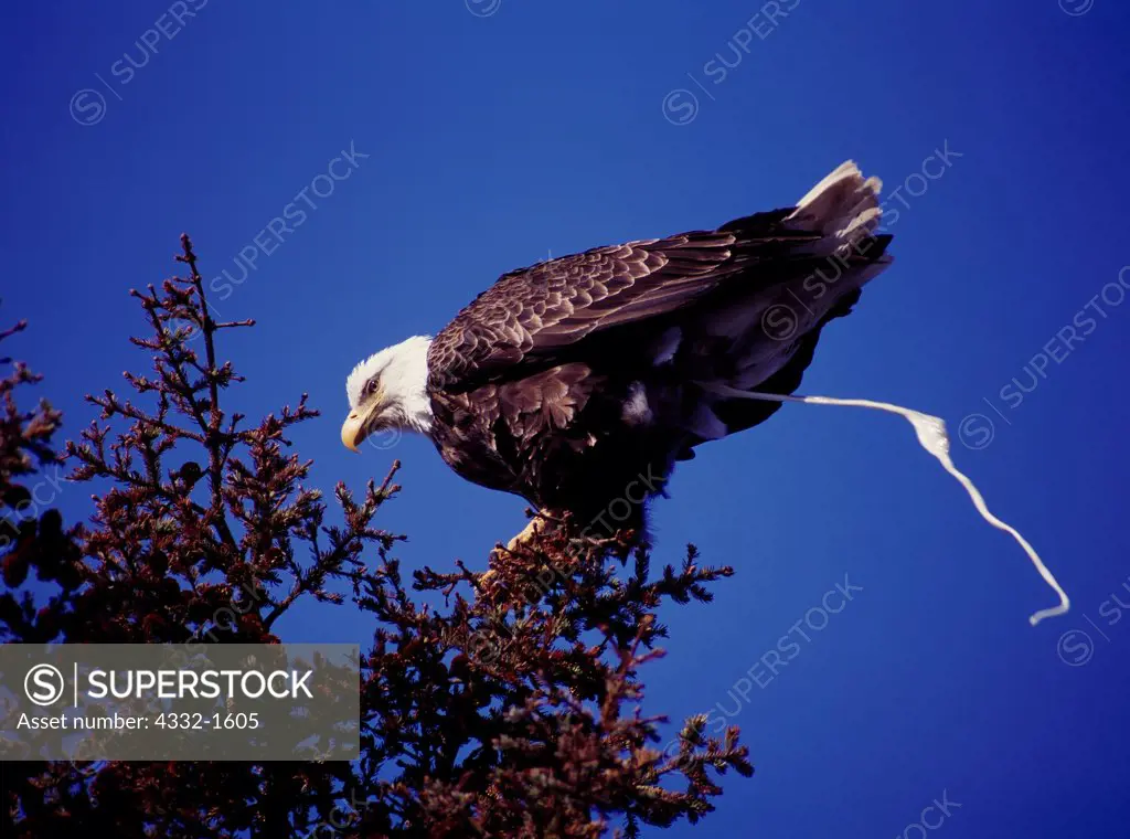 Adult bald eagle, Haliaeetus leucocephalus, 'letting loose,' Anchor River State Recreation Area, Kenai Peninsula, Alaska.