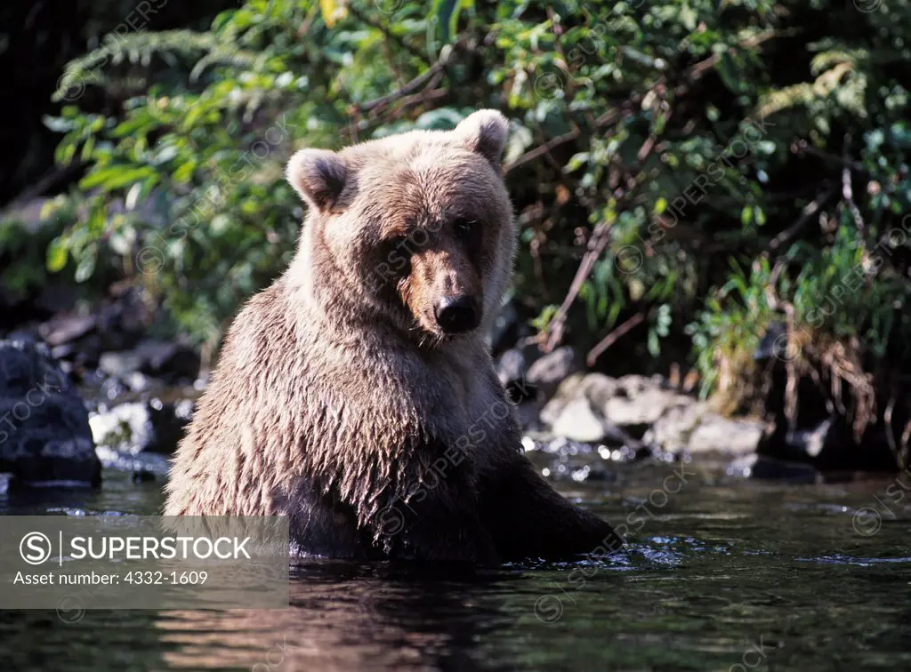 Female brown bear sitting in water of Big River Lakes near the mouth of Wolverine Creek, Redoubt Bay State Critical Habitat Area, Alaska.