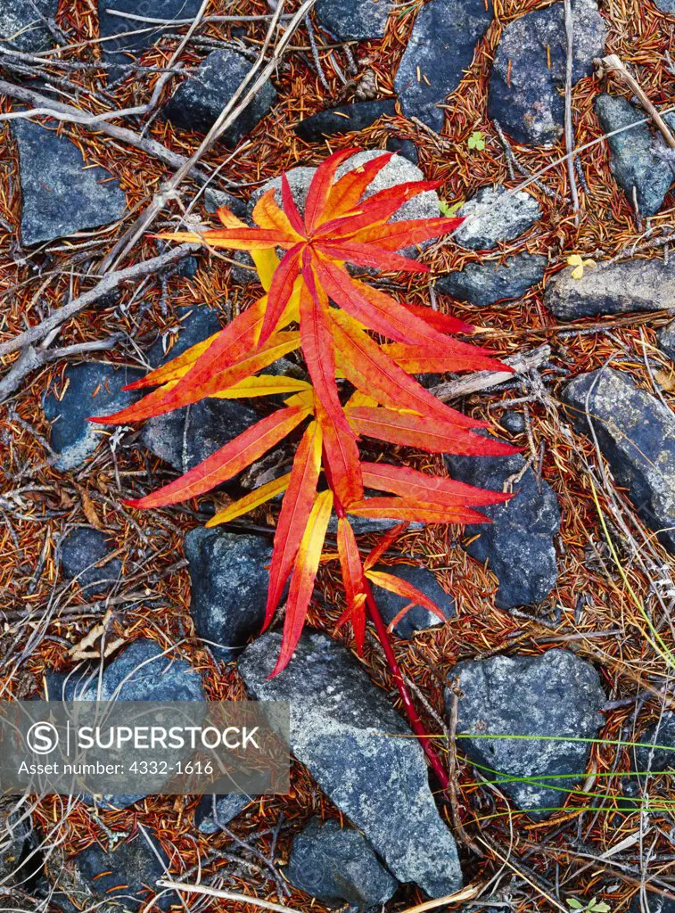 Fireweed, Epilobium angustifolium, along the shore of Portage Lake in autumn, Lake Clark National Park, Alaska.