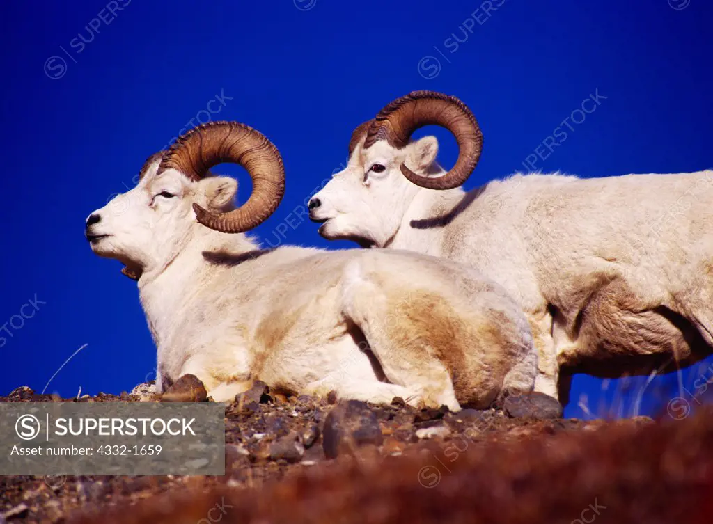 Dall sheep rams, Ovis dalli, in foothills of the Alaska Range west of Toklat, Denali National Park, Alaska.