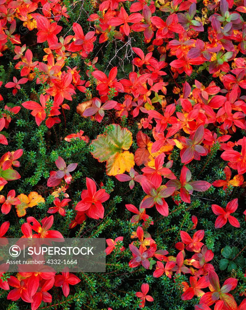 Autumn tundra of swedish dwarf cornel, Cornus suecica (red), cloudberry, Rubus chamaemorus (orange-green), and crowberry, Empetrum nigrum (green), Wood-Tikchik State Park, Alaska.