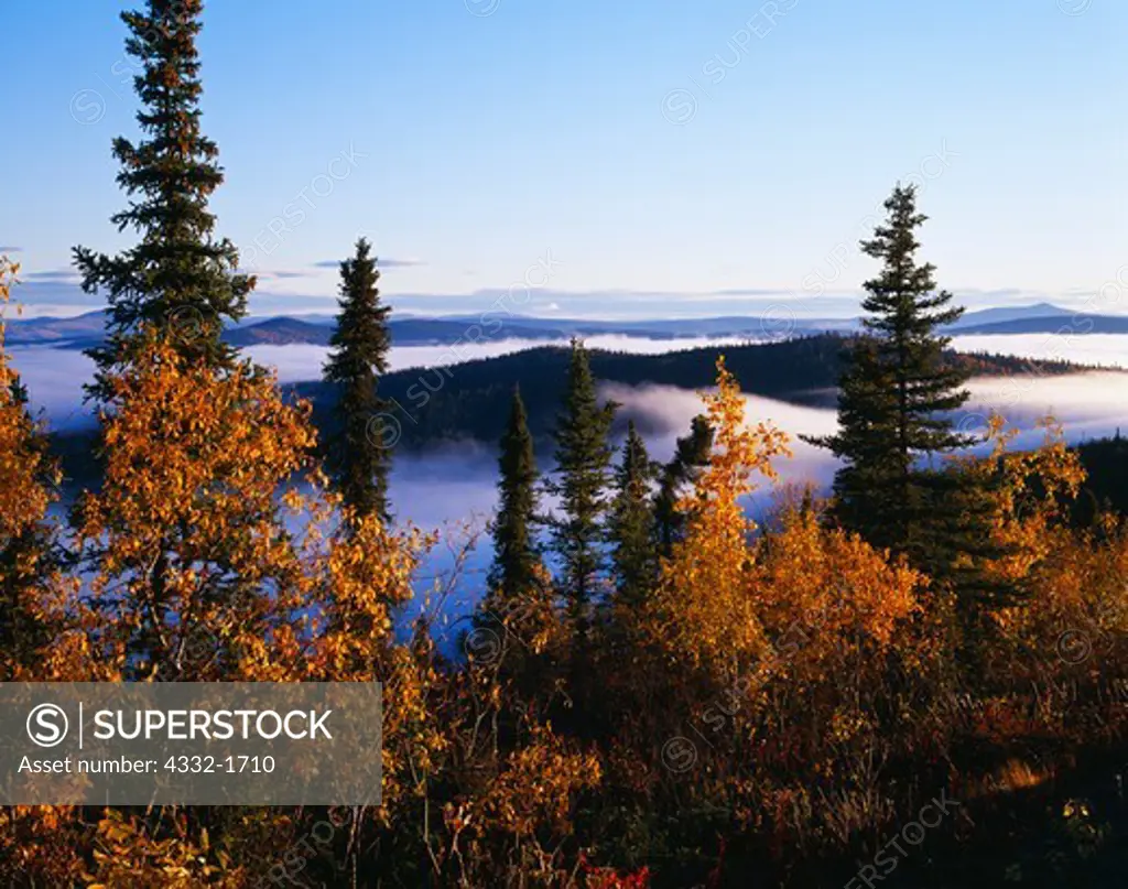 Autumn splendor of golden willows with white spruce and morning fog hanging in valleys of Polly Creek and the Fortymile River, Alaska.