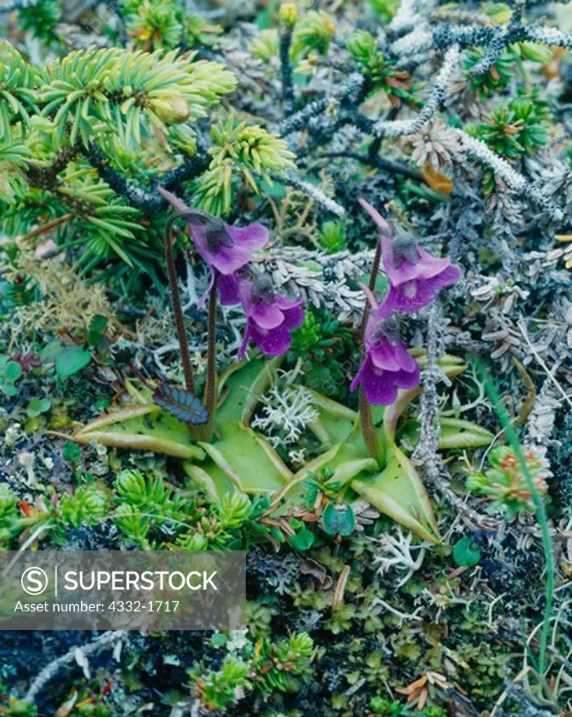 Butterwort, Pinguicula vulgaris subspecies macroceras, carnivorous plant growing in moist krummholz environment, Shuyak Island, Kodiak Archipelago, Shuyak Island State Park, Alaska.