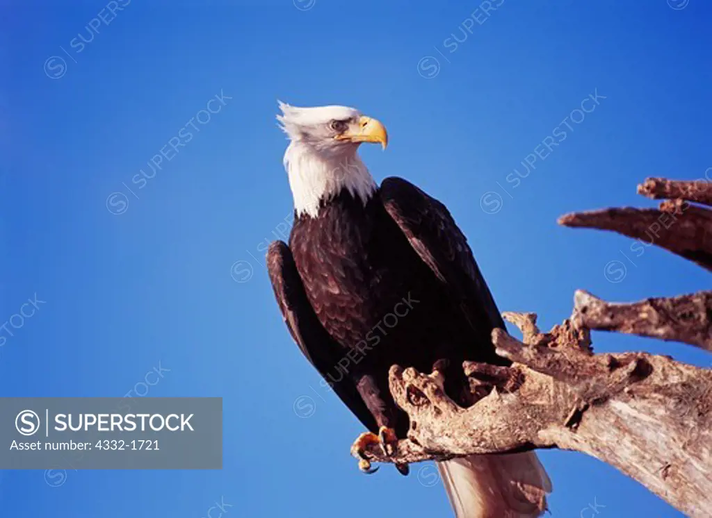 Bald Eagle, Haliaeetus leucocephalus, along the shore of Kachemak Bay on the Homer Spit, Homer, Alaska.