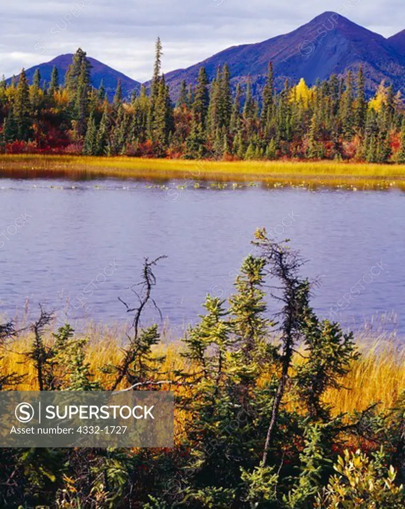 Autumn view of Mentasta Mountains beyond Black Spruce, Picea mariana, and pond between Caribou and Rock Creeks, Wrangell-St. Elias National Preserve, Alaska.