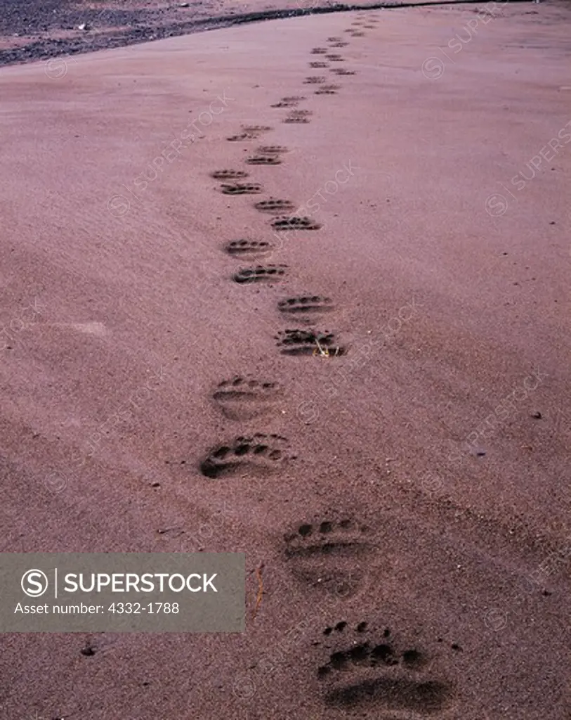 Brown Bear tracks in sand at the mouth of Silver Salmon Creek, Lake Clark National Park, Alaska.