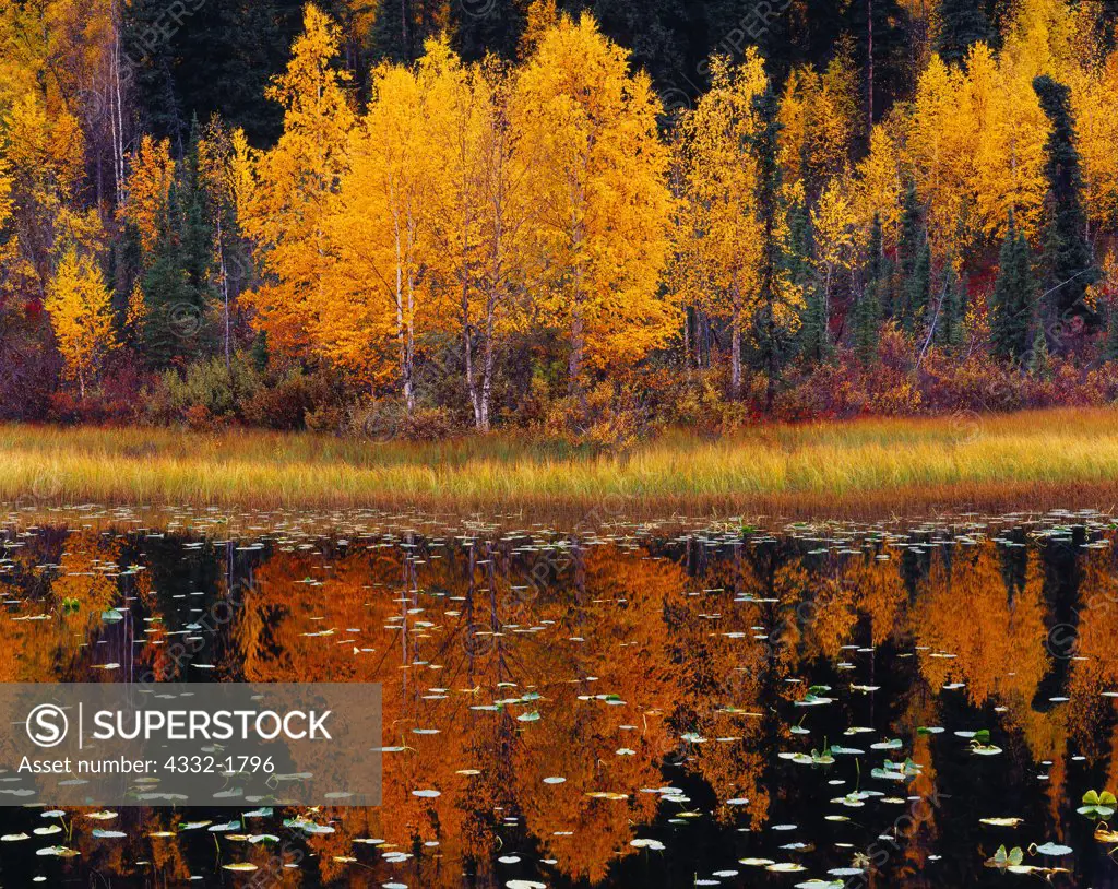 Autumn reflection of birch, Betula papyrifera, in 'Pond Lily Lake,' Menstasta Mountains, Alaska.