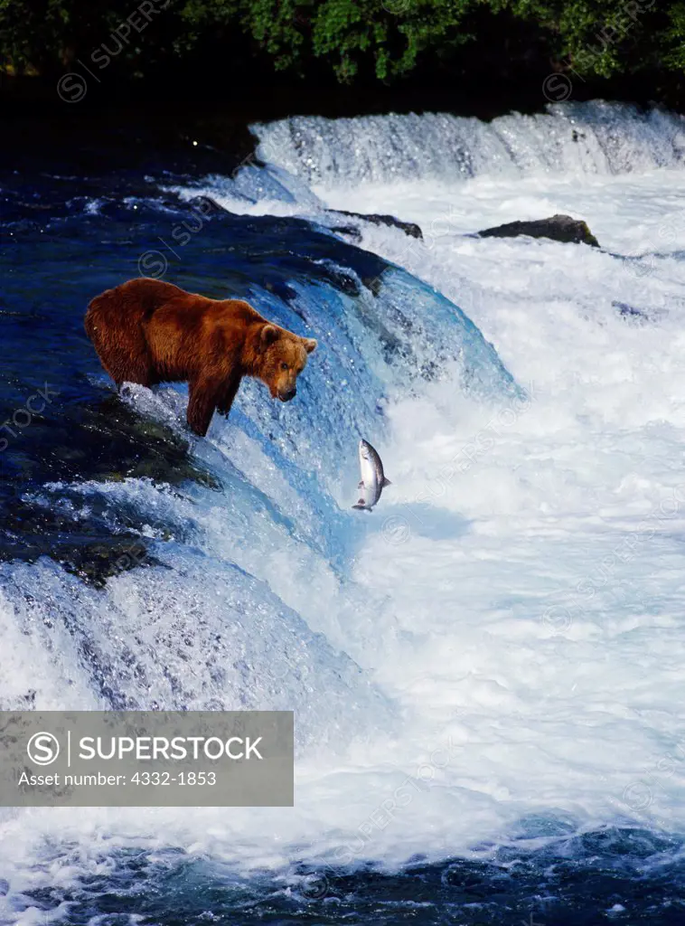 Alaskan brown bear or grizzly watching a red salmon leap Brooks Falls, Katmai National Park, Alaska.