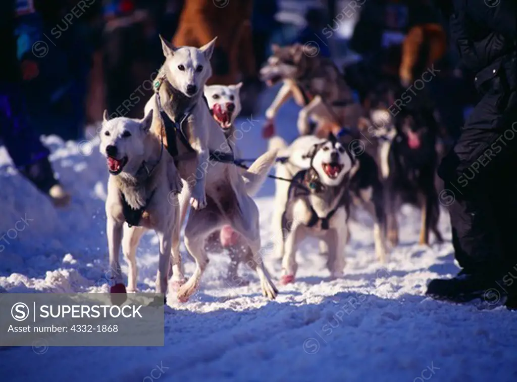 Excitement of dog team at the starting gate of the Iditarod Sled Dog Race, Anchorage, Alaska.