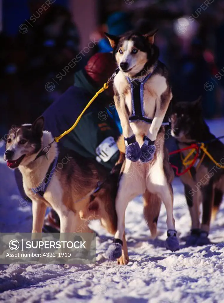 Excitement of lead dogs at the starting gate of the Iditarod Sled Dog Race, Fourth Avenue, Anchorage, Alaska.