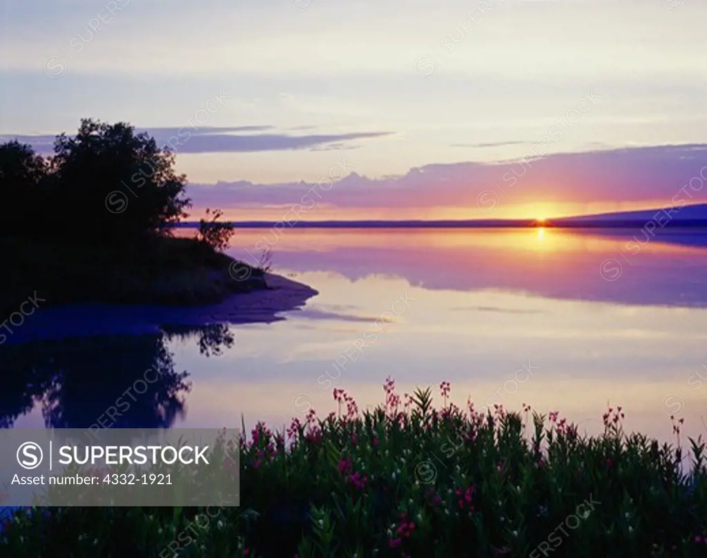 Spring bloom of shooting star, Dodecatheon pulchellum, and false solomon's seal, Smilacina stellata, with sun setting over Knik Arm of Cook Inlet, Eklutna Flats, Alaska.