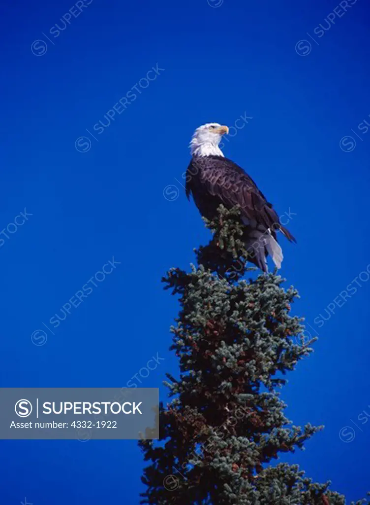 Adult bald eagle, Haliaeetus leucocephalus, crowning top of a white spruce, Picea glauca, near Kroto Creek south of the Alaska Range, Alaska.
