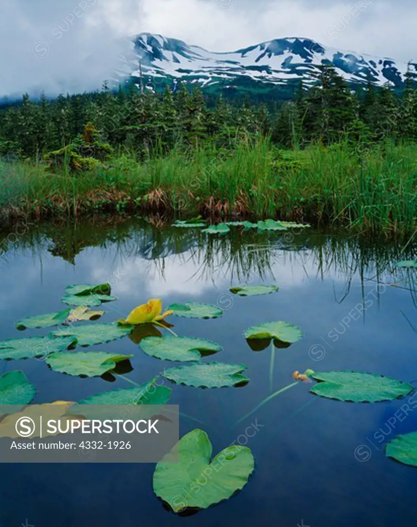 Yellow pond lily, Nuphar polysepalum, muskeg pond on Monague Island, Prince William Sound, Chugach National Forest, Alaska.