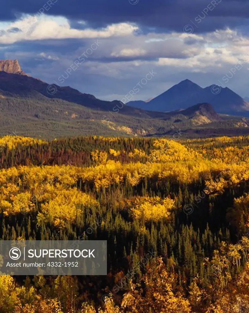 Boreal forest of spruce and birch in autumn splendor, view from the east end of Denali National Park toward Mount Fellows and Pyramid Mountain, Alaska.