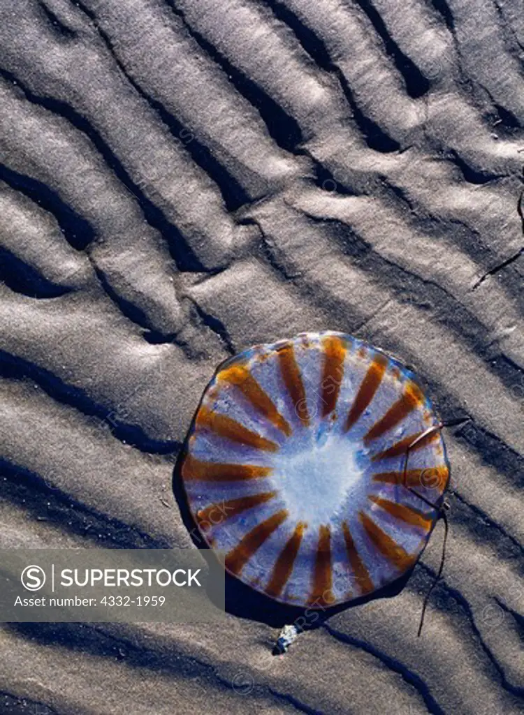 Jellyfish on the shore of Nanvak Bay, Cape Peirce, Togiak National Wildlife Refuge, Alaska.