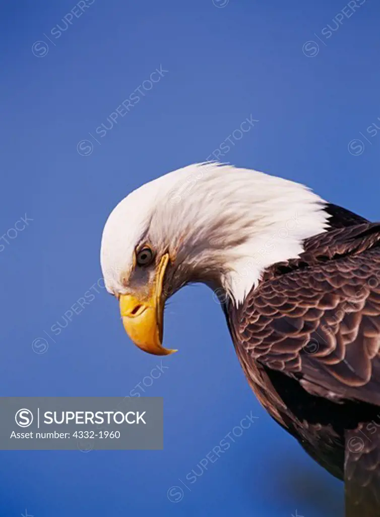 Bald Eagle, Haliaeetus leucocephalus, along the shore of Kachemak Bay on the Homer Spit, Homer, Alaska.