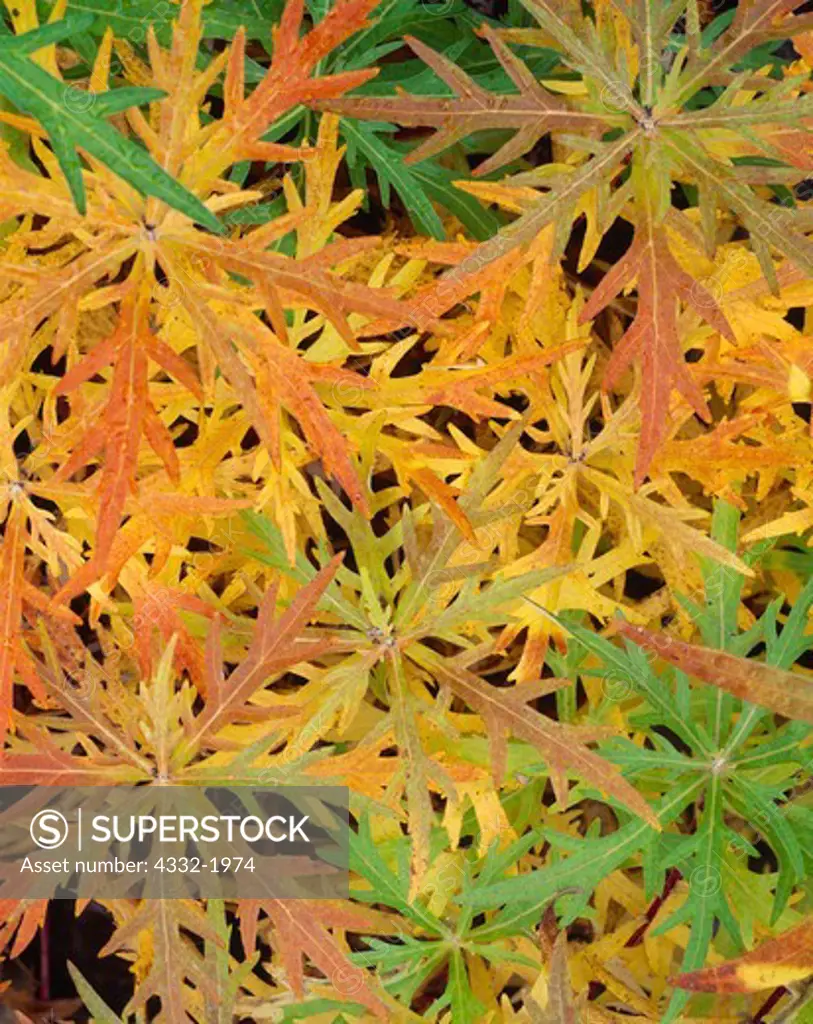 Autumn colors on foliage of Tall Wormwood, Artemesia Tilesii, gravel flood plain of Skookum Creek, Wrangell Mountains, Wrangell-St. Elias National Preserve, Alaska.