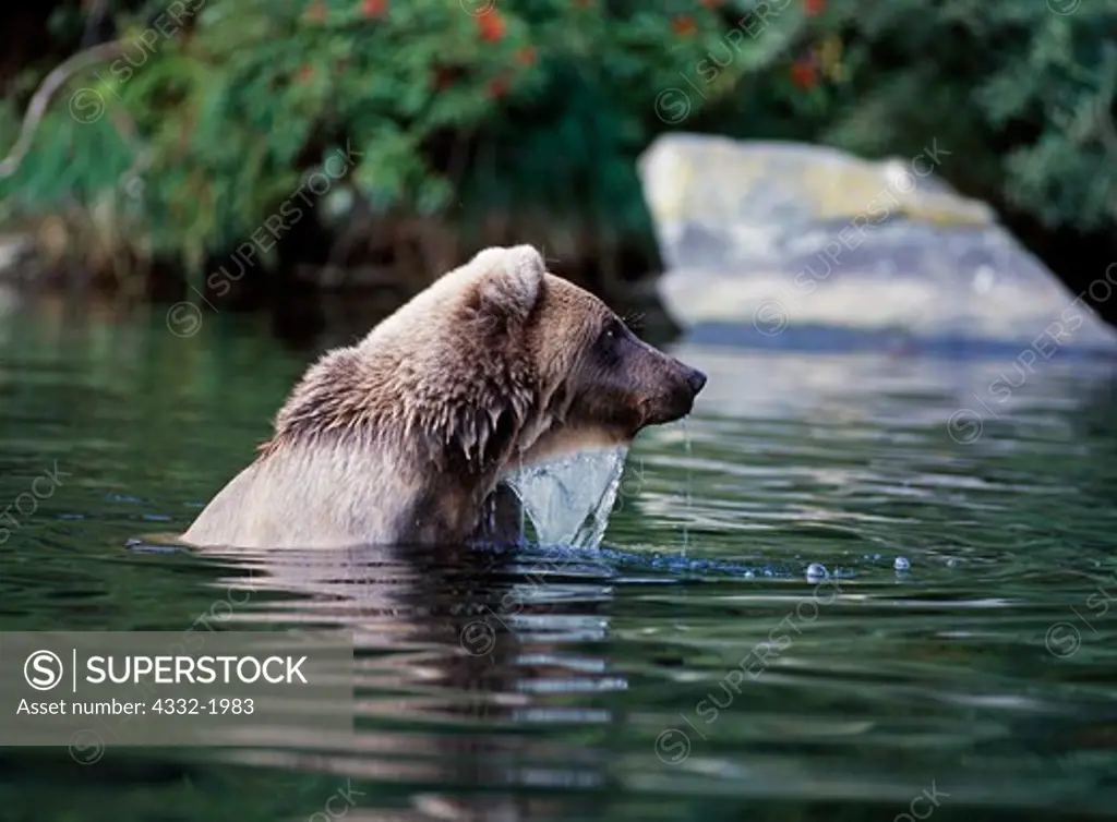 Female brown bear fishing for salmon in Big River Lakes near the mouth of Wolverine Creek, Redoubt Bay State Critical Habitat Area, Alaska.