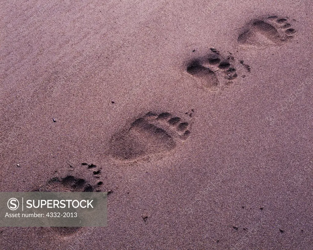 Brown Bear tracks in sand at the mouth of Silver Salmon Creek, Lake Clark National Park, Alaska.