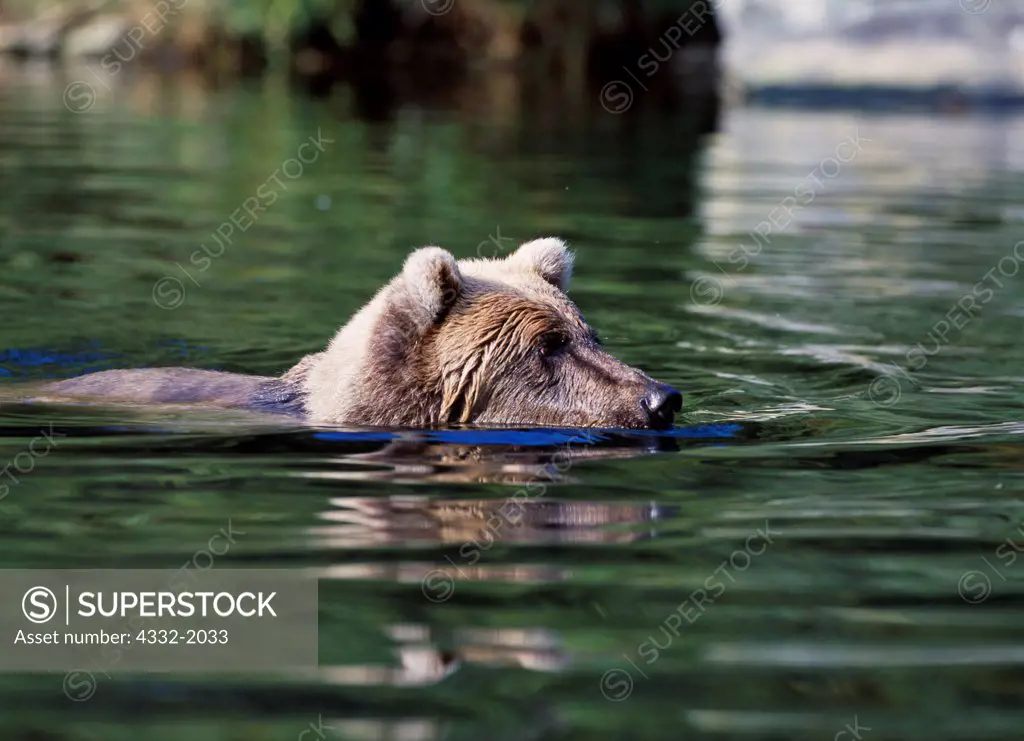 Female brown bear fishing for salmon in Big River Lakes near the mouth of Wolverine Creek, Redoubt Bay State Critical Habitat Area, Alaska.